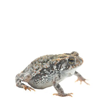 Oak Toad